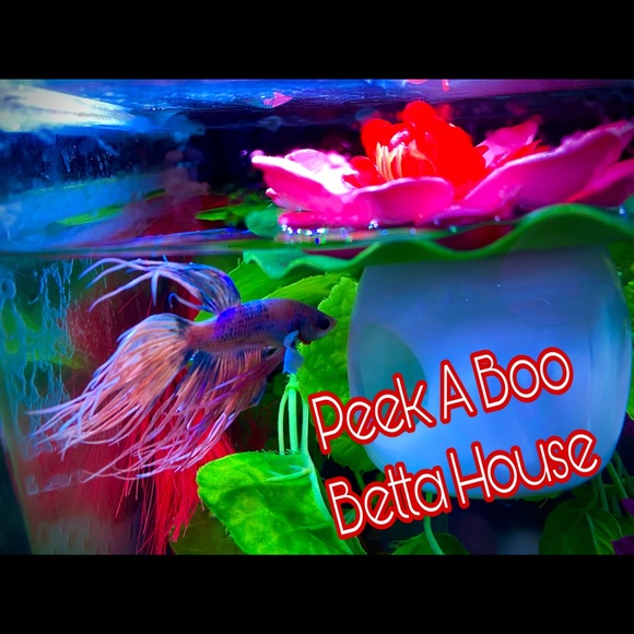 🐬betta fish floating peek a boo hideout - Picture 5 of 10